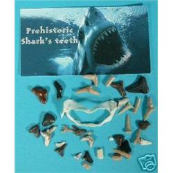 Genuine Shark Teeth Fossil Packs