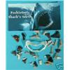 Image 1 : Genuine Shark Teeth Fossil Packs