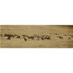 Huffman, L. A. collotype, Cheyenne Indian Roundup, Camp Lavender Hills, MT, 1905-1920 period, 18" x 