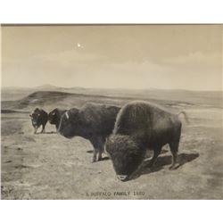 Huffman, L. A. collotype, A Buffalo Family, 1880, 8" x 10", in L. Peterson book, page 253