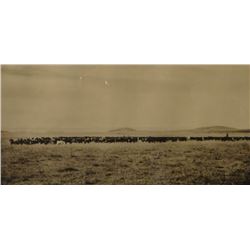 Huffman, L. A. collotype, Range Cattle, 9 3/4" x 18 1/2", framed
