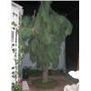 Image 1 : (lot) set/props - trees & artificial tu