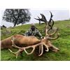 Image 1 : Scotland Red Stag Hunt by International Adventures Unlimited