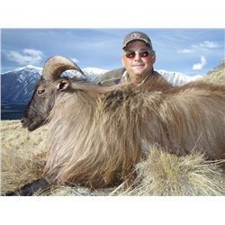 New Zealand Himalayan Bull Tahr Offered by: New Zealand Custom Outfitters