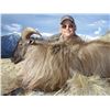 Image 1 : New Zealand Himalayan Bull Tahr Offered by: New Zealand Custom Outfitters