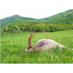 Serbia Roe Deer Hunt Offered by:  Safari Art
