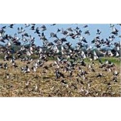 Argentina Dove Hunt for 3 hunters Offered by:   Paco Riestra