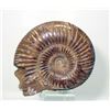 Image 2 : Hand Carved Ammonite Shell - Skull Motif