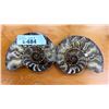 Image 1 : Large Split & Polished Ammonite Shell Fossil