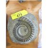 Image 1 : Fossilized Ammonite Formation - 7" x  2" Thick