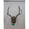 Image 1 : Small Rack of Antlers - 12" wide