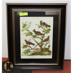 FRAMED PICTURE - BIRDS