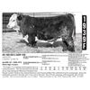 Image 1 : Frank Herefords - 1939F
