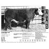 Image 1 : Sidwell Land & Cattle Co - 1916S