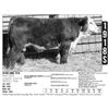 Image 1 : Sidwell Land & Cattle Co - 1918S