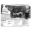 Image 1 : Sidwell Land & Cattle Co - 1940S