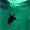 Image 2 : Wyland, "Turtle" Framed Original Watercolor Painting, Hand Signed with Certificate of Authenticity.