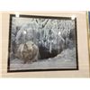 Image 3 : GROUP OF 6 FRAMED WILDLIFE PRINTS TIGER WITH CUB/RACOON/WOLF/SQUIRREL, BY ROBERT BATEMAN & ANDREW