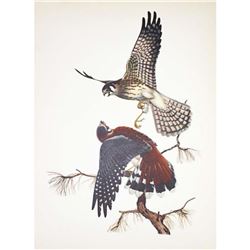 1950 Menaboni Print, Sparrow Hawk (x2)
