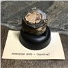 Image 2 : Prehistoric Petrified Wood Chunk, Wyoming Specimen