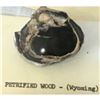 Image 4 : Prehistoric Petrified Wood Chunk, Wyoming Specimen