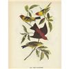 Image 1 : c1946 Audubon Bird Print, #354 Two Tanagers