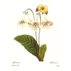 After Pierre-Jospeh Redoute, Floral Print, #137 Gloxinie var. ( Gloxinia )