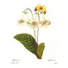 Image 1 : After Pierre-Jospeh Redoute, Floral Print, #137 Gloxinie var. ( Gloxinia )
