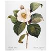 Image 1 : After Pierre-Jospeh Redoute, Floral Print, #14 Camelia blanc ( White Camelia )