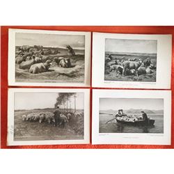 Vintage c1920â€™s Half-tone Prints, Group of 4, Animals, Sheep