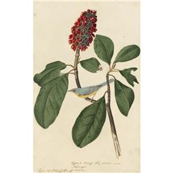 c1946 Audubon Print, #5 Canada Warbler
