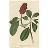 Image 1 : c1946 Audubon Print, #5 Canada Warbler