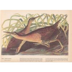 c1946 Audubon Print, #203 King Rail