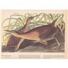 Image 1 : c1946 Audubon Print, #203 King Rail