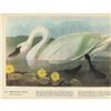 Image 1 : c1946 Audubon Print, #411 Whistling Swan