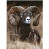 Image 1 : Canvas Print:  MOUNTAIN RAM by Clint Eagar
