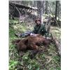 Image 1 : Idaho, USA -- 1 Hunter for 6-Day Spring or Fall Archery Black Bear Hunt with dogs and bait.