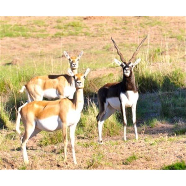 Northern Patagonia, Argentina : 3 Hunters , 5-Day Hunt for 1 BlackBuck ,1 Patagon Ram, 1 Wildboar