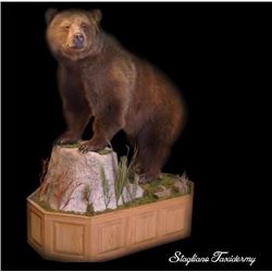 $250 Taxidermy Gift Certificate donated by Stagliano Taxidermy