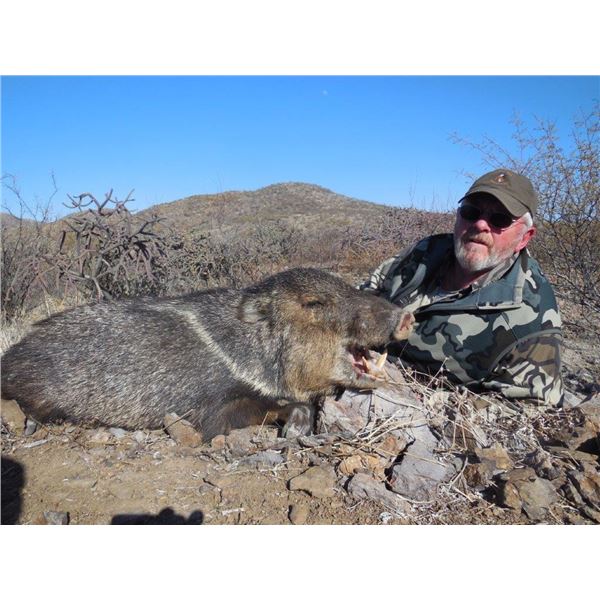 Arizona, USA One hunter for 3 Day Javelina Hunt