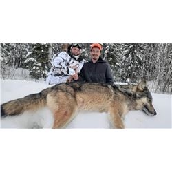 Ontario Trophy Wolf Hunt