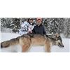 Image 1 : Ontario Trophy Wolf Hunt