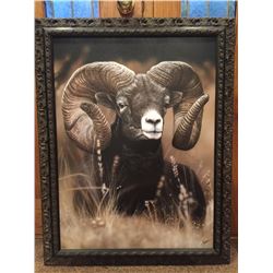 Bighorn Ram SCI Artist of the Year Canvas Giclee