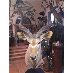 Kudu Pedestal Mount