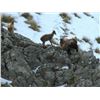 Image 2 : New Zealand Tahr Hunt