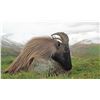 Image 4 : New Zealand Tahr Hunt