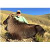 Image 6 : New Zealand Tahr Hunt