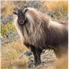 Image 7 : New Zealand Tahr Hunt