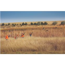 Cheyenne Ridge Pheasant Hunt, South Dakota