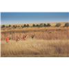 Image 1 : Cheyenne Ridge Pheasant Hunt, South Dakota